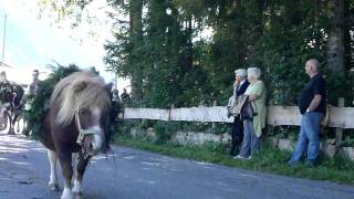 Viehscheid Tannheim am 21.09.2010