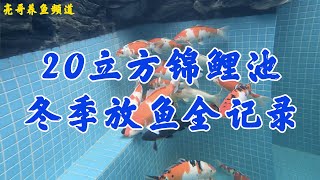 【亮哥养鱼】二十立方錦鯉池冬季放魚全記錄