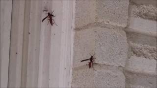 Wasps vs Airsoft Pistol