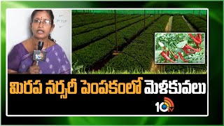 మిరప నర్సరీ పెంపకంలో మెళకువలు | Chilli Nursery Management | Matti Manishi | 10TV