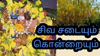 சிவன் சடையில் வீற்றிருக்கும் கொன்றை மலர் lord Siva and kondrai flower