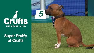 Super Staffy at Crufts 💗 Adorable Izzy and Hattie melt hearts at Crufts