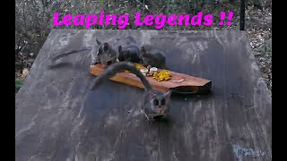 Bushbabies (Nagapie): Leaping Legends