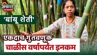 Bamboo Farming Business : संशोधन, आभ्यासातून बांबू शेती झाली फायद्याची | Farmer Success Story