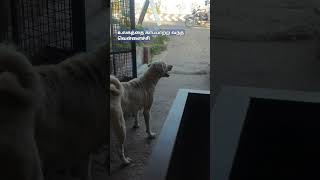 #dog #pupyy #dogowner #storts உலகத்தை காப்பாற்ற வந்த வெள்ளைச்சி #pets #petowner #funny #இத #