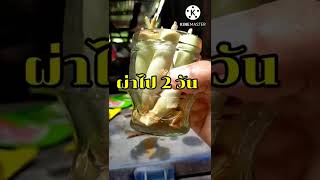 ตะไคร้กอใหญ่เริ่มต้นจากการทำราก @tinfong channel