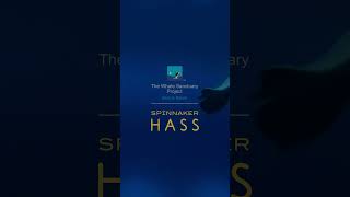 HASS AUTOMATIC WHALE SANCTUARY PROJECT LE | #spinnaker #watch #shorts #FYP