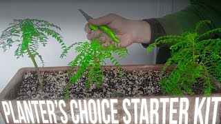 Planters Choice Bonsai Starter Kit - 3 Year Old Pinus Aristata - May 2021