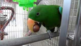 折衷多多吃夏威夷果! Eclectus parrot was eating \u0026 playing Macadamia nut!