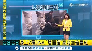 左邊看、右邊看毛色不一樣　雙面貓身上有2種DNA機率超小│主播魏文元│【上班聊這卦】20190116│三立新聞台