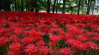 【4K HDR 】The red spider lilies of Kinchakuda. 巾着田の彼岸花