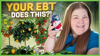 EBT SECRETS: Where to Buy Seeds, Plants \u0026 Fruit Trees with EBT