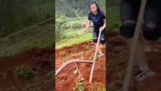 Ide Cerdas Sederhana Teknik Membajak Sawah Dengan Cara Tradisional #shorts