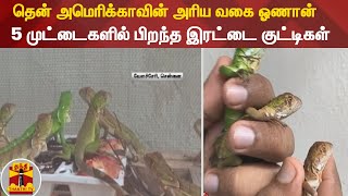 தென் அமெரிக்காவின் அரிய வகை ஓணான் - 5 முட்டைகளில் பிறந்த இரட்டை குட்டிகள்