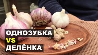 ЧЕСНОК однозубка или делёнка