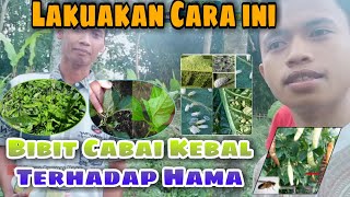 Lakukan Cara ini maka Bibit Cabai akan Kebal Terhadap Hama