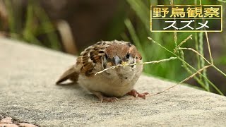 【スローモーションで野鳥観察】スズメ【特別な事は何も起らない動画】