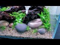 aquascape tutorial planted platy aquarium how to step by step fish tank guide