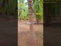 2 ACRE FOR SALE | 2 ஏக்கர் தென்னந்தோப்பு விற்பனைக்கு #realestate #best #coconutfarm #land #shorts