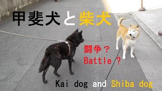 甲斐犬と柴犬　　Kai dog and shiba dog