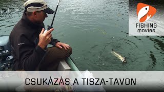 Csukázás a Tisza-tavon