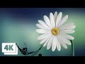 amazing flowers in 4k ultra HD🌼| flower field | 4k flowery | relaxing music and calming