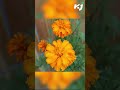 ഇനി ബന്ദി പൂക്കളുടെ കാലം... marigoldflower bandhiflower flower ബന്ദിപൂക്കൾ