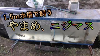 やまめ・ニジマス飼育　1.8ｍ水槽を設置