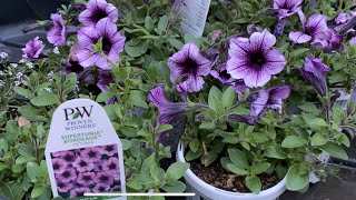 Planting Supertunia Bordeaux 🌸