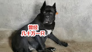 曾今高达几十万一只的卡斯罗犬，如今的近况令人意外