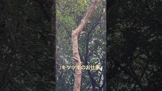 台風で倒れて持ち上がった枝を突きまくるキツツキ。コゲラ。