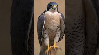 Peregrine Falcon’s Sharp Eyes Looking for Prey