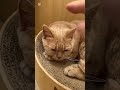 成田の猫カフェ行ってきました 猫カフェ ねこ動画