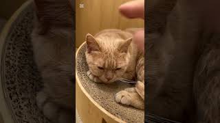 成田の猫カフェ行ってきました#猫カフェ#ねこ動画