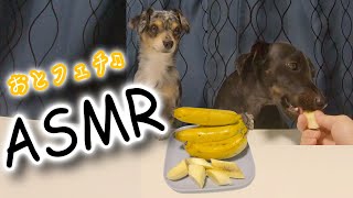 【ASMR・咀嚼音】犬が人生（犬生）で初めてバナナを食べる！【ピノ＆ルイ】#ダックスピンシャー #チワックス #音フェチ