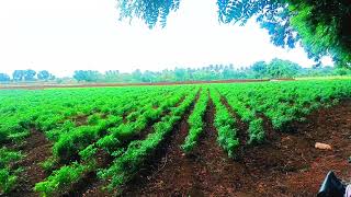 ರೈತ ದೇಶದ ಬೆನ್ನೆಲುಬು