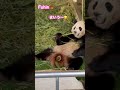 パンダ楓浜🍁【閲覧注意】禁断の、ながらお団子🍡😂 shorts 楓浜 panda