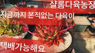 샬롬다육농장-택배가능해요-밥그림,몰게인,와일드브러쉬마리아,몰게인금,자이언트킹,푸에블라,아쿠아옐로우,쿠스마리아핏줄금,마이라금,미국마리아,에클라시아,아메클론,우리연느,립스틱,레몬티