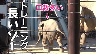 トレーニング長すぎて文句を言いたい気分だゾー！口数の多い仔象アルン【上野動物園】