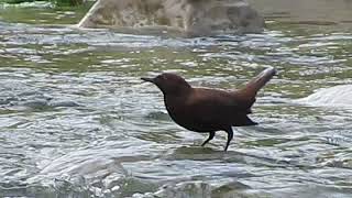 認識鳥類-河烏潛水覓食