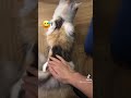 cat s strange reaction when being spanked 貓咪被拍屁屁時的奇妙反應