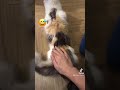 cat s strange reaction when being spanked 貓咪被拍屁屁時的奇妙反應