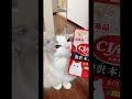 もふもふ ねこ ラグドール 3歳 可愛い 青い瞳 youtubeやってます おすすめにのりたい お手する猫 芸できます 癒し動画 猫かわいい うちの子が可愛すぎる もふもふ猫