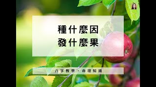 八字教學 | 種什麼因，發什麼果 | 林子玄