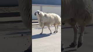 Boğa gibi Koç #koyun #koç #boğa #hayvancılık #animal #kangal #çoban #kuzu #sheep