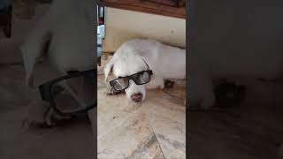 eppadi irundha naan ippadi ayitten 🐶 #shorts #dog #comedy