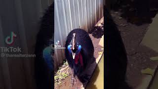 Memes V2 #tiktok #memes #animals #pets #cassowary #funny #shorts #viral #shortvideo