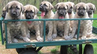 Kangal puppies turn 6 weeks old