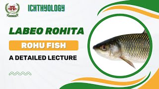 Labeo rohita (Rohu) | A detailed educational lecture