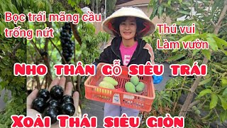 Nho thân gỗ siêu trái, xoài thái siêu giòn, bọc trái mãng cầu trống nứt mùa đông #322